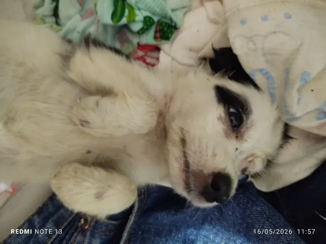 Cachorrinha para doação 