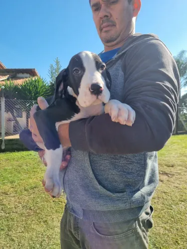 Dogue Alemão- Porte Gigante + Pedigree