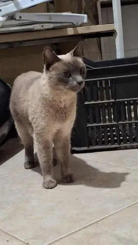 Gata perdido região juveve / ahu