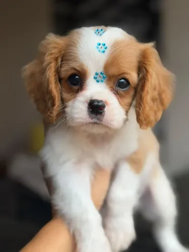 ? CAVALIER KING CHARLES À VENDA ?