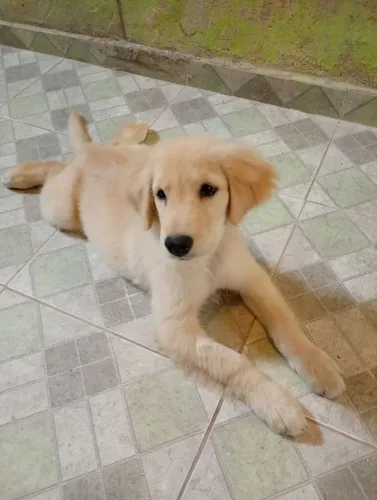 Vendo um filhote dê Golden 