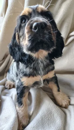 cocker spaniel inglês 