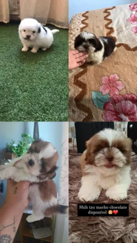 Shih Tzu 