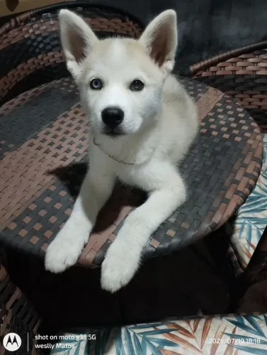 Husky siberiano