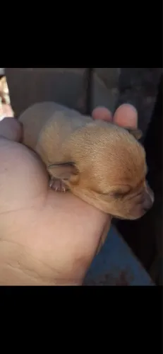 Micro Pinscher 0 Femea e macho