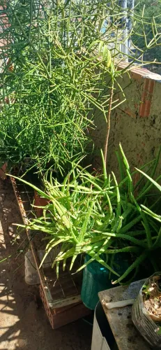 Plantas babosa e zamioculca