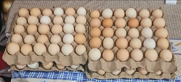 Ovos de gsb,sussex e pescoço pelado