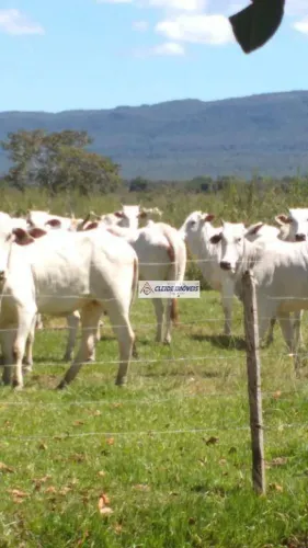 Fazenda à venda, 9760000 m² por R$ 24.400.000,00 - Rural - Nossa Senhora do Livramento/MT