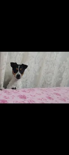 Cachorra pra doação 