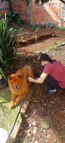 Cachorro da raça chow chow caramelo 4 anos