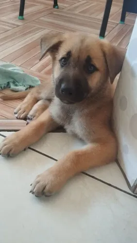 Filhote de pastor belga de Malinois com Akita 