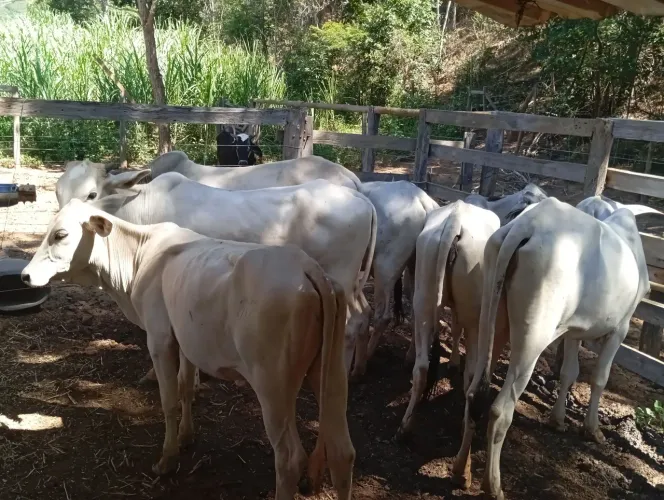 5 novilhas e um tourinho 20 mil todos