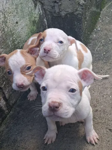 Filhote Pitbull puro