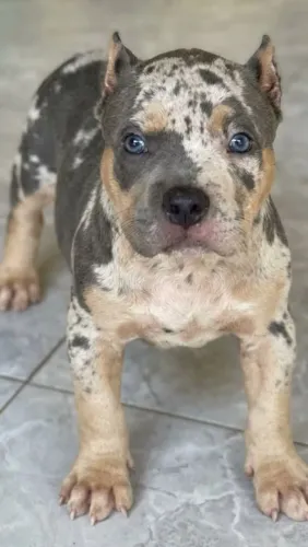Pit monster 