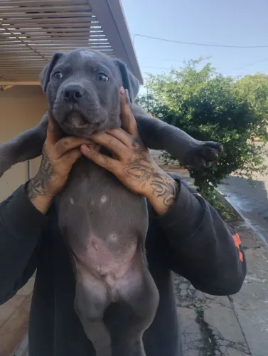 Filhote de Pitbull Monster CINZA