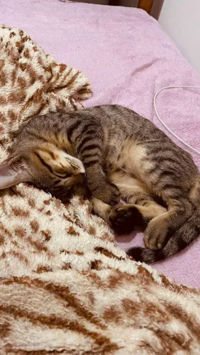 Doação de gatos
