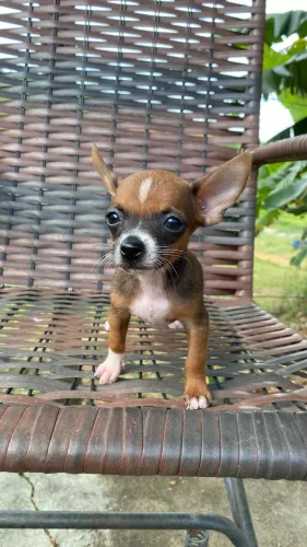 Lindos filhotes de Pinscher 