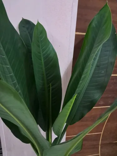 Vende-se plantas