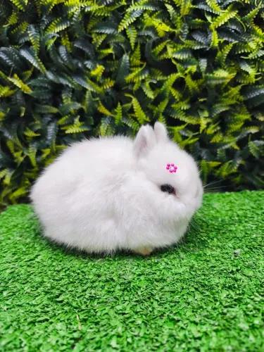 Netherland Dwarf ( coelho anão)