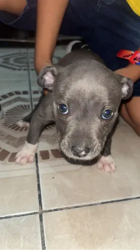 Pitbull