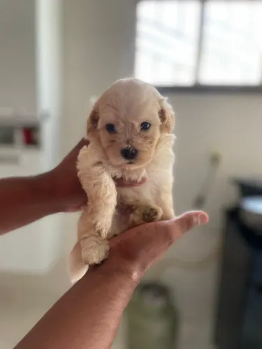 Vende-se filhote de shiatsu com poodle