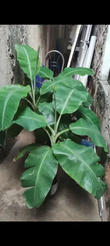 Muda de bananeira