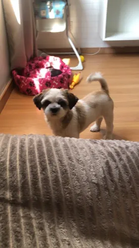 Vendo shih tzu fêmea 1 ano e 7 meses 