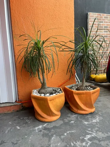 Planta Pata de Elefante