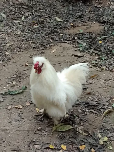 Galos sedoso