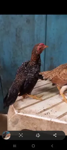 CASAL DE MINI INDIO