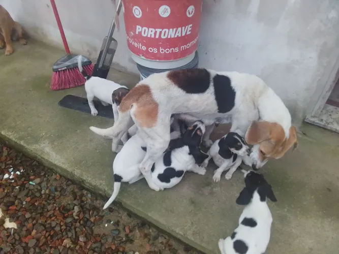 Doa se filhotes de cachorro de caça