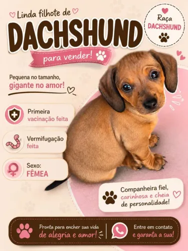 Cachorra salsicha (Dachshund)