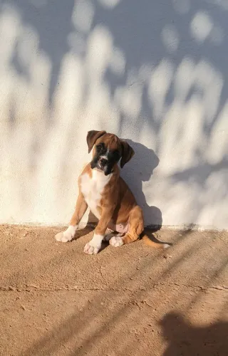 Femia boxer 85 dias disponíveis pra venda.