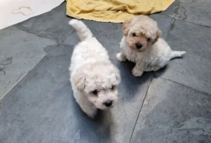 Poodle toy Macho 550 avista 