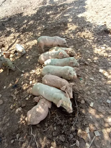 Vendo leitões