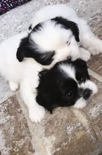 Lhasa Apso sem nenhum defeito não perca fêmea