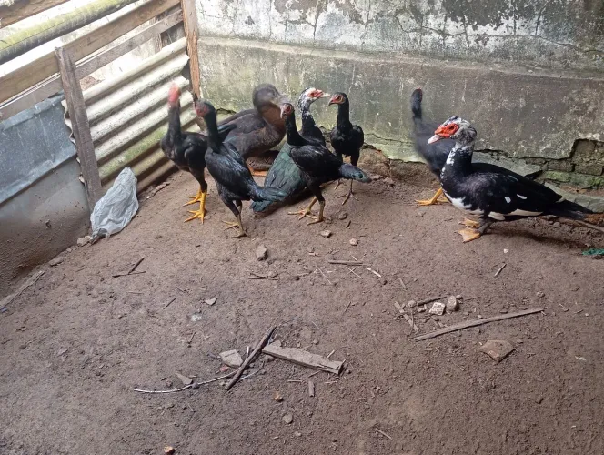 Toda essa mercadoria à venda