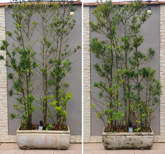 Planta com vaso