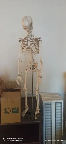 Vendo esqueleto anatômico 85