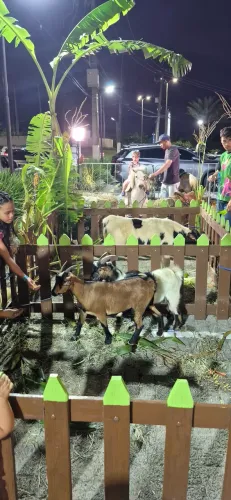 Vendo mini animais ( pônei, mini vaca, mini cabra)