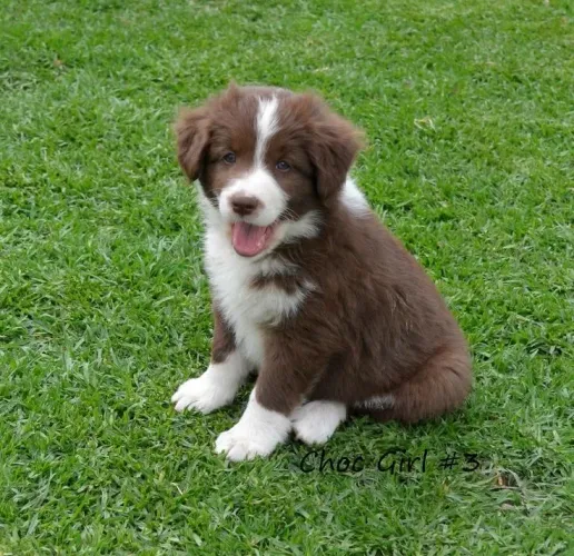 Border Collie - Uma Oportunidade De Encontrar Um Parceiro Especial
