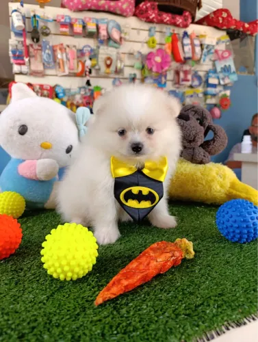 Spitz alemão macho!!$2.200,00