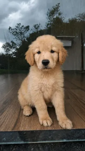Golden Retriever fêmea