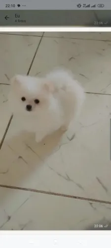 Spitz Alemão Macho
