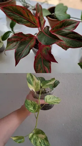 Plantas