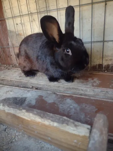 Vendo coelho