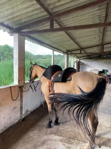 Cavalo crioulo 