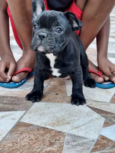 Vende-se filhote de buldogue francês.