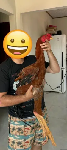 Galo índio gigante 