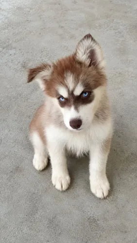 Husky Fêmea